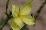 Common evening-primrose